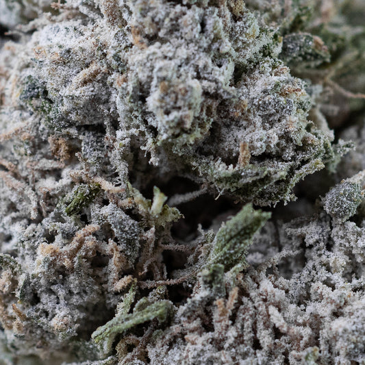 Gorilla Glue - 23% THCA
